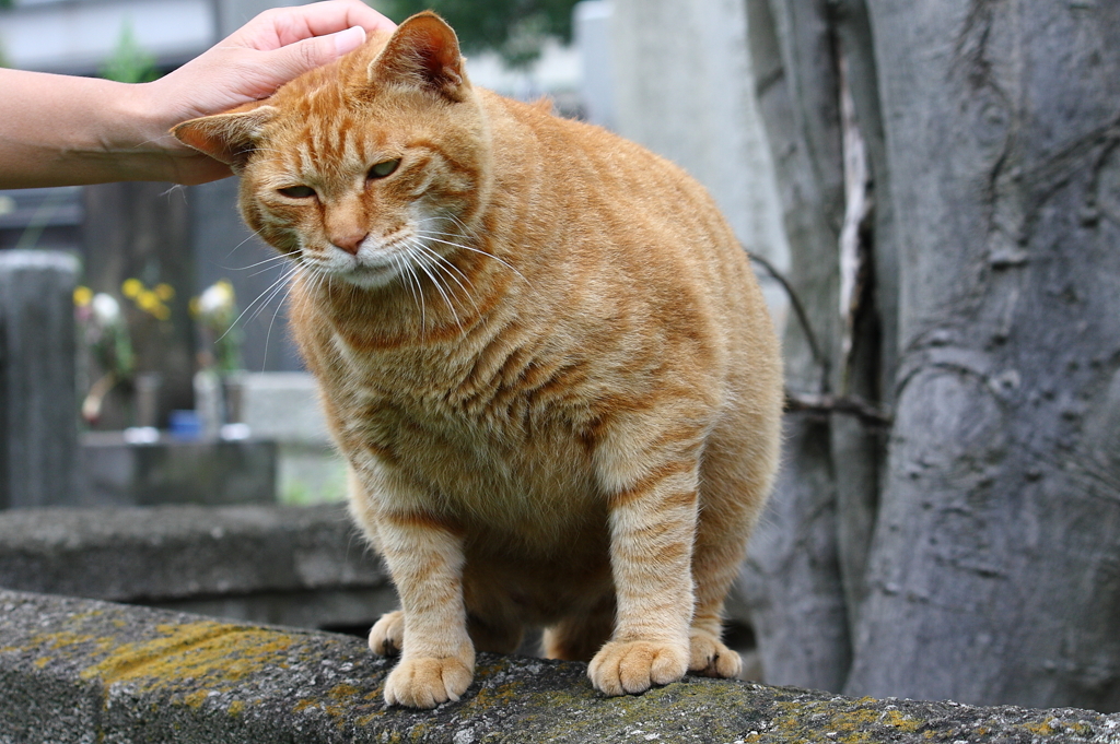 お前、撫でとんのか、抓んどんのか