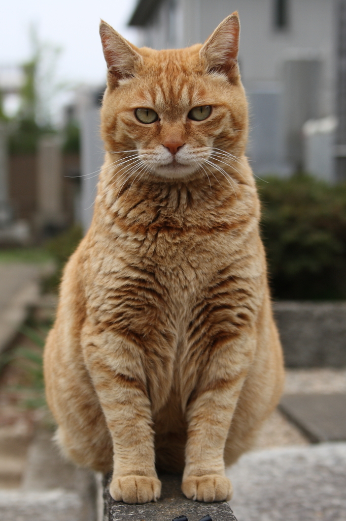 孤高の存在