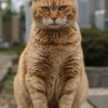 孤高の存在