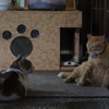 俺達いつも睨み合い