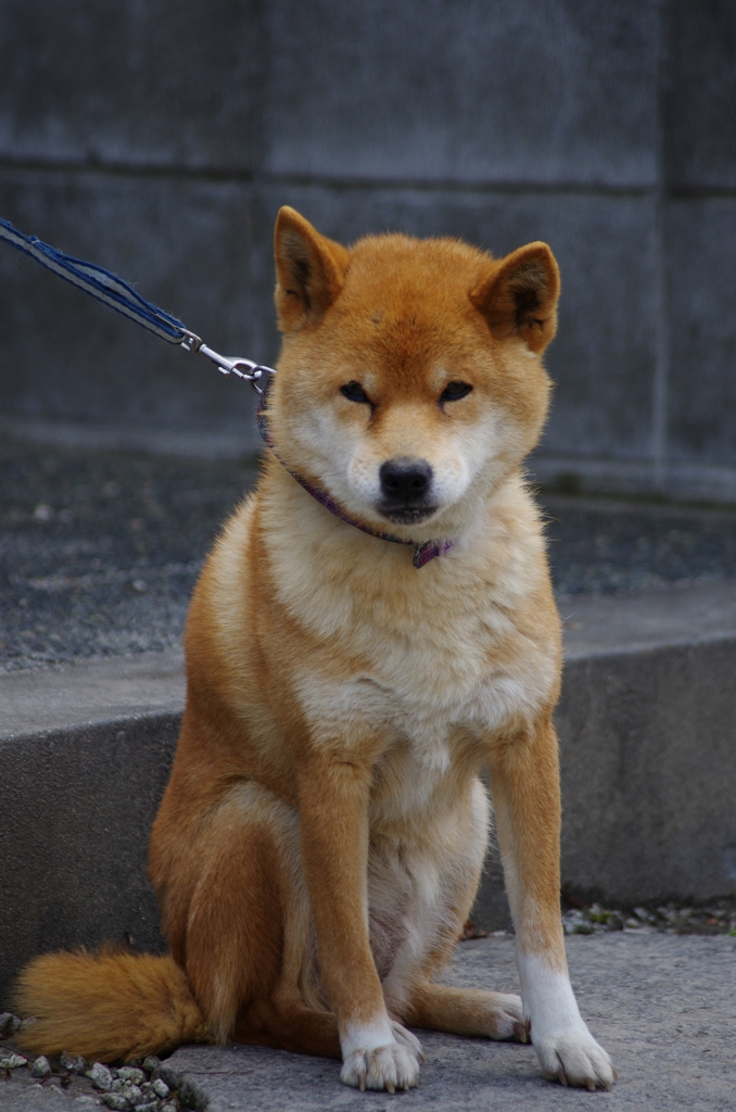 いらっしゃい～
