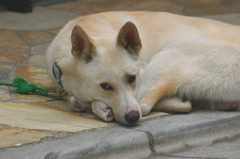 迷惑そうな表情の犬