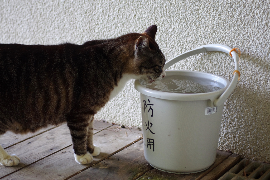 心して飲めい！