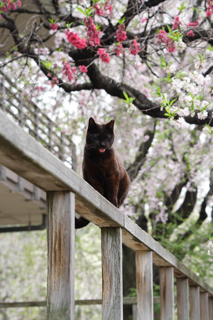 猫に桜