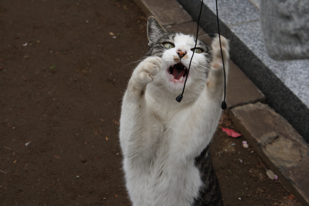 行かないで～！