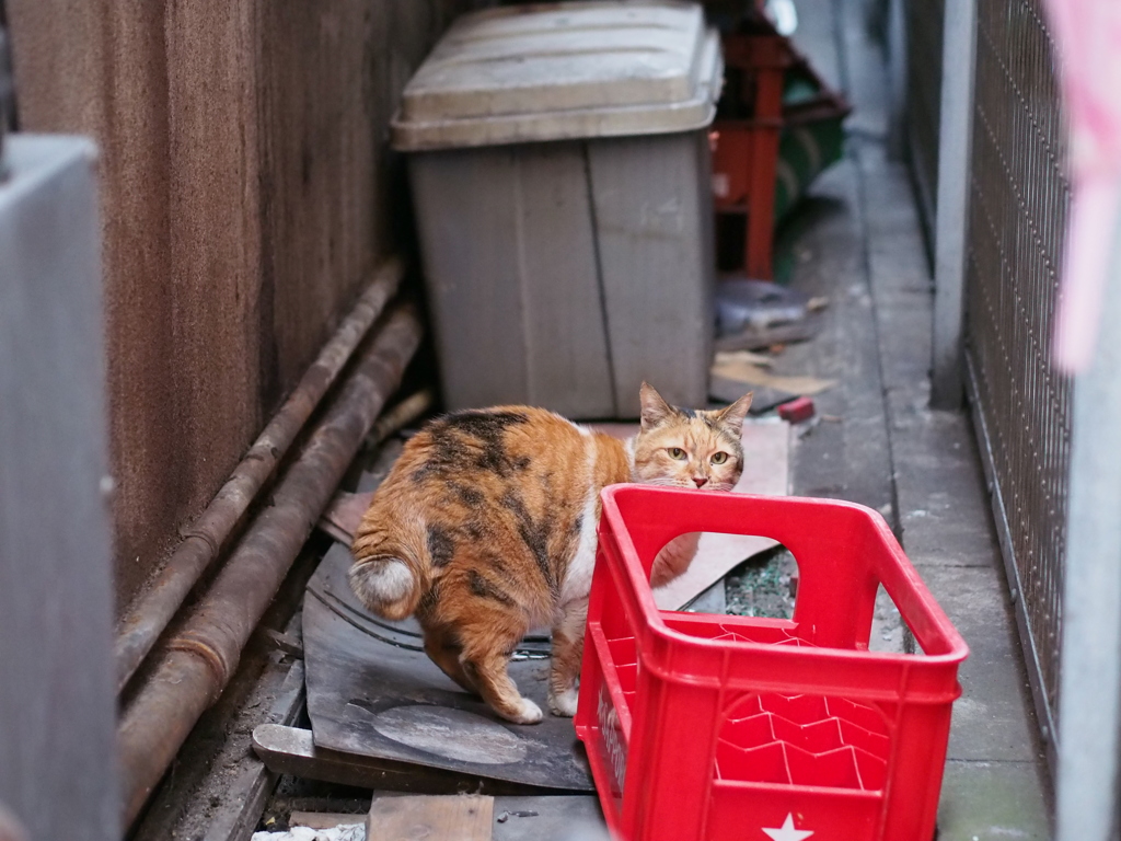 びっくらよ