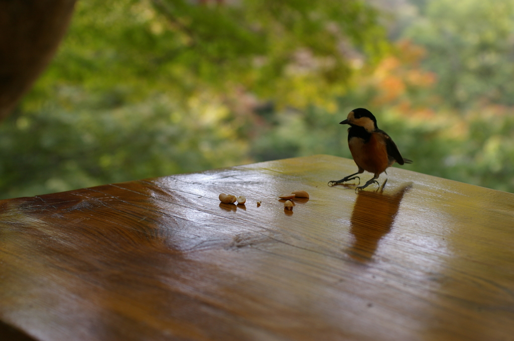 食べていいのかな？