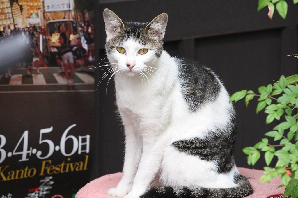 行儀悪いね、アンタ
