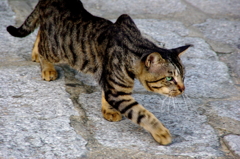 抜き足差し足の猫