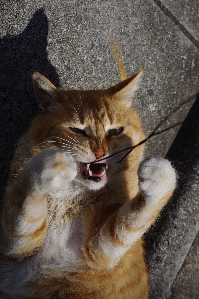 まだまだやるで～