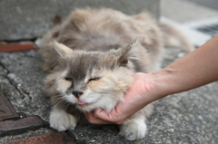 極楽にゃ～