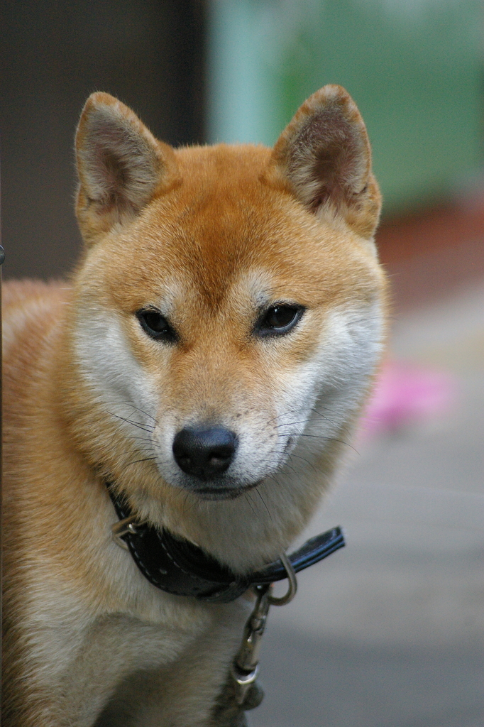 しばわんこ