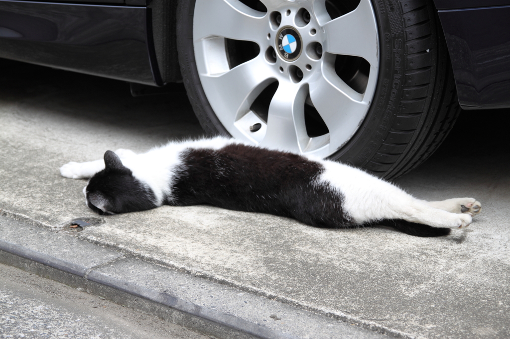 見事な反りを見せる猫