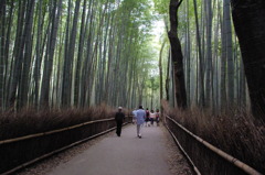 嵐山の竹林