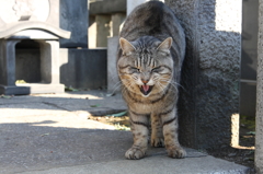 伸びや〜