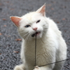 白猫