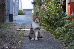 子猫の好奇心