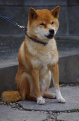 こんにちはだワン！
