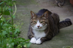 すましてシャープ