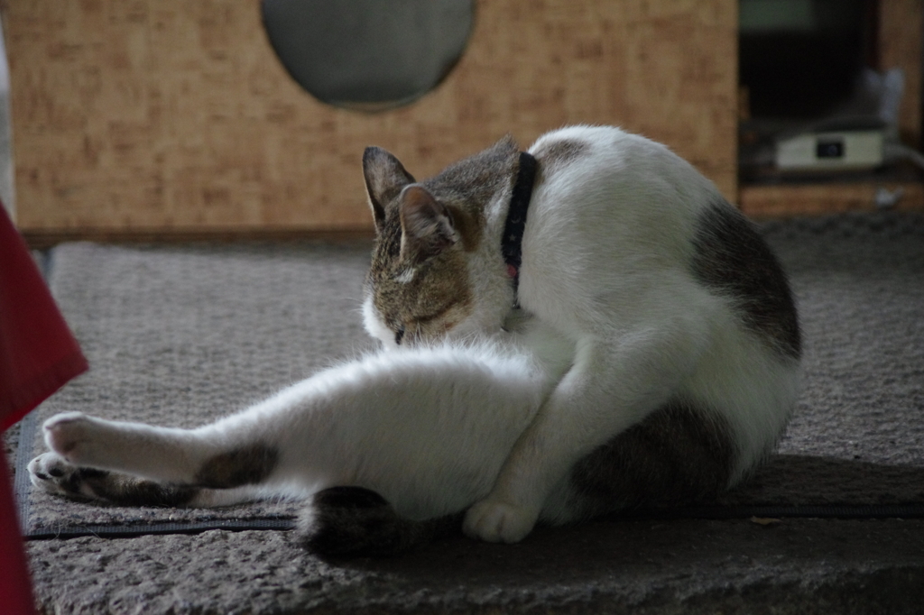 ええ、私腹筋してますわヨ！