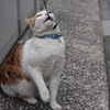 釣られたニャー！