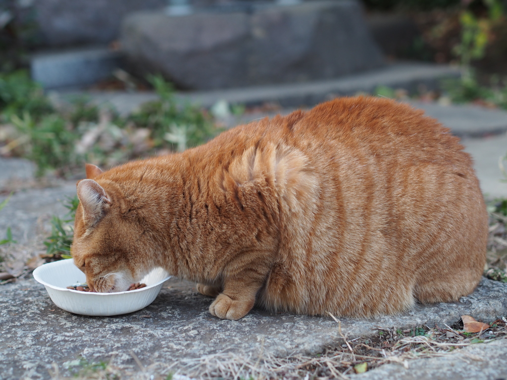 手つかなくても食べられるな、こりゃ