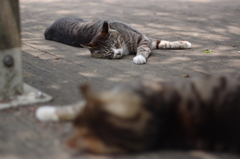 メシまで一眠り