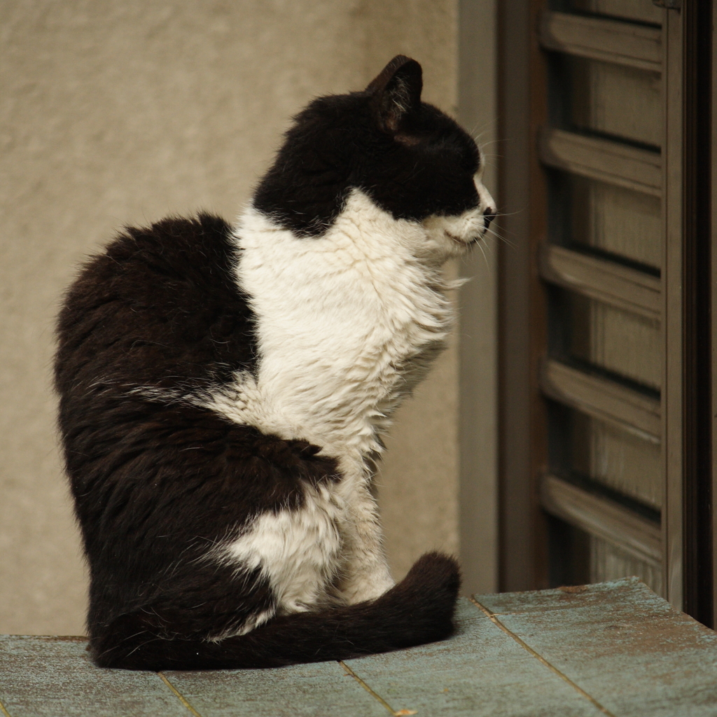 ネコ背
