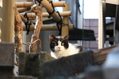 屋根の上からこんにちは〜