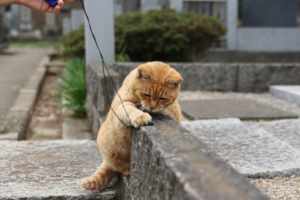 これ押さえりゃええんか・・