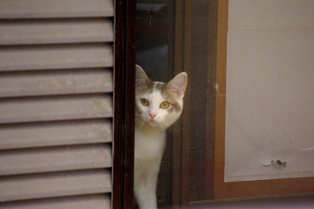 うるさいわね～、何かしら。。