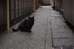 小路に黒にゃん