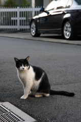 夕焼けニャーゴ