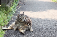 ほっとけや、ワレ！