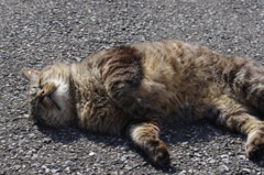 どうでもいいけど眠いニャ