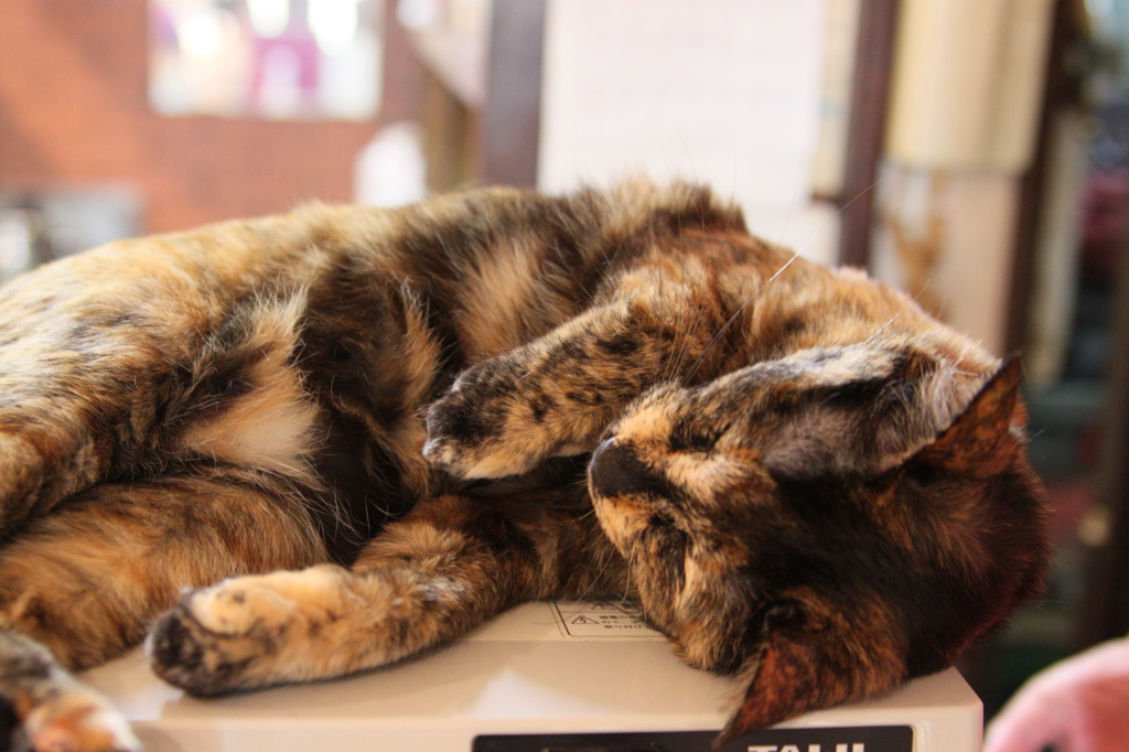 ここは極楽ニャ