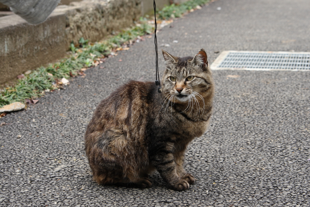 おのれ何奴！