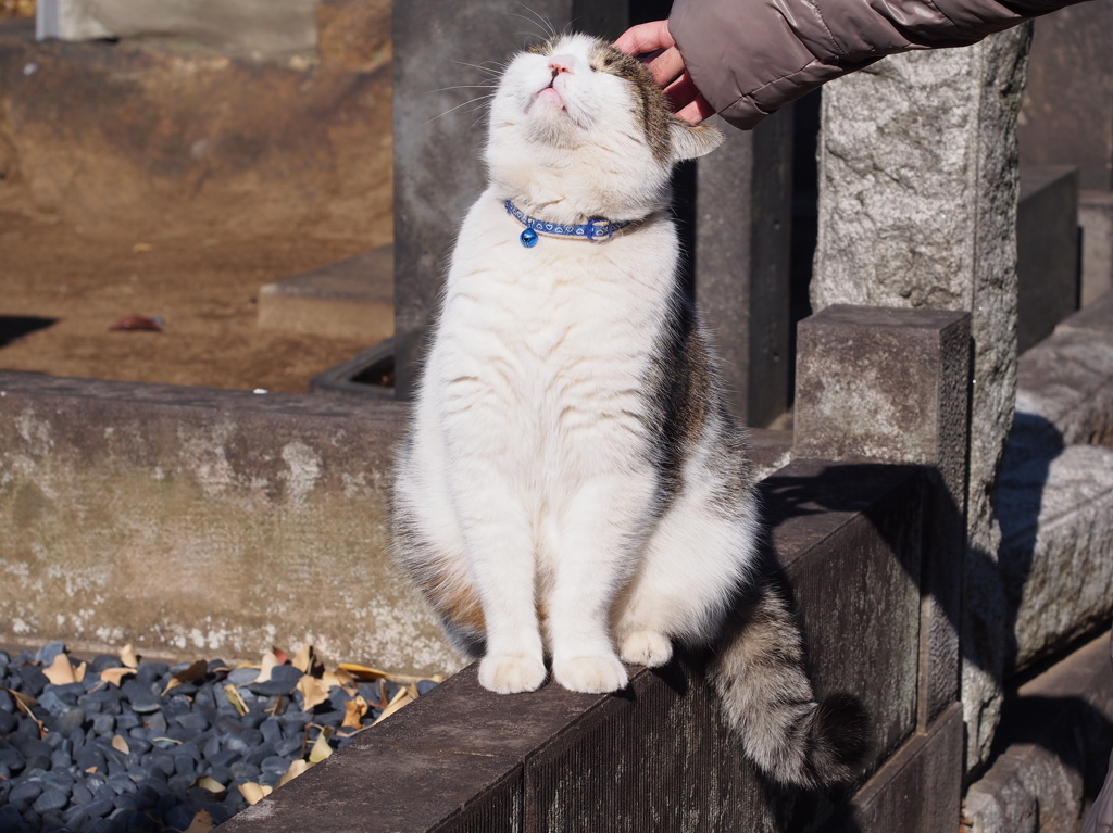 よかばい、よかばい
