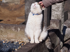 よかばい、よかばい