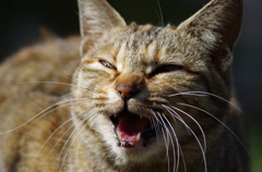 ノラにゃんこは歯が命！