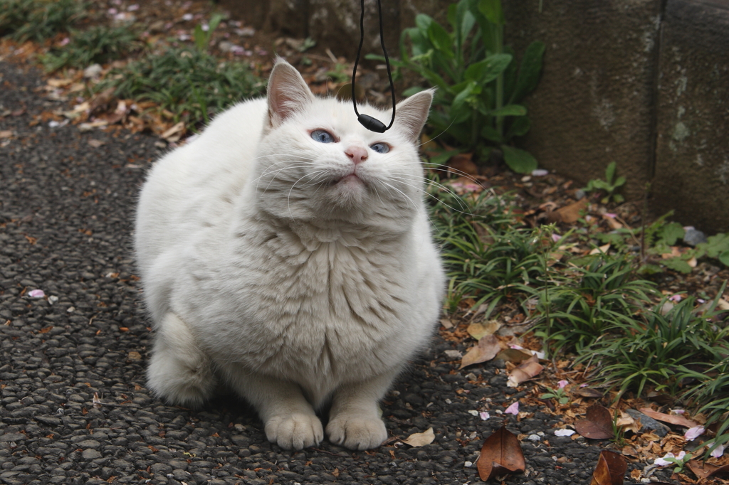催眠術にはやられんニャ～