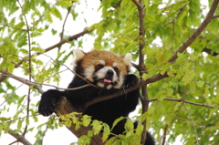 木登り好きのレッサーパンダ