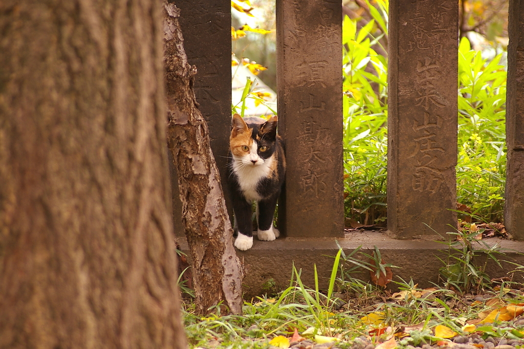 隙間から猫