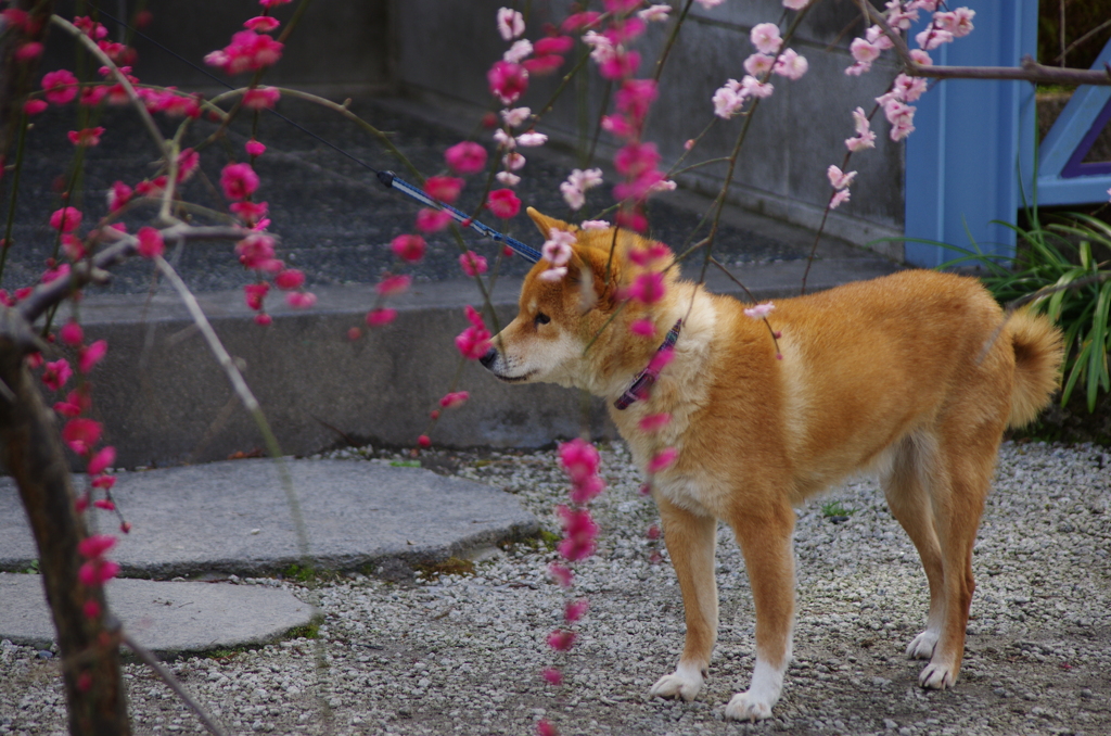 梅に柴犬