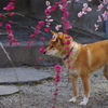 梅に柴犬