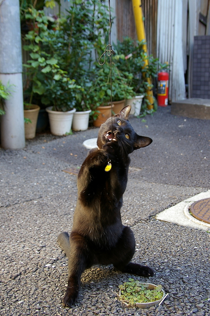 叫び〜！