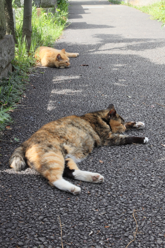 今日はへばりんこ