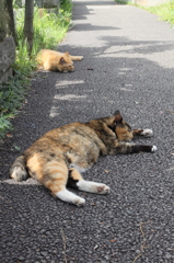今日はへばりんこ