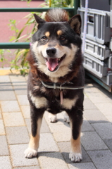 今日も元気だ！