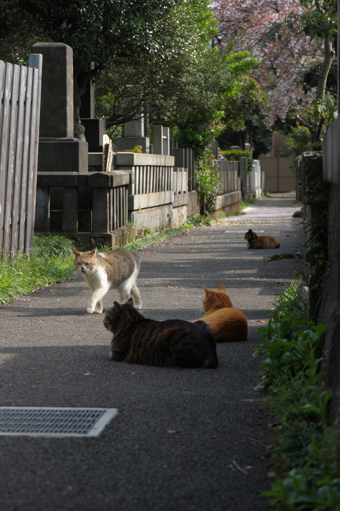 くつろぎの午後